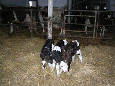 Dne 17.12.2008 se narodila trojčata - 1 býček a 2 jalovičky